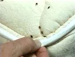 Bed Bug Insecticides Causing Sickness