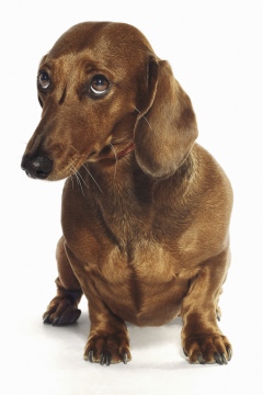 Nearly 1,000 Pets Sickened by China-Made Dog Treats