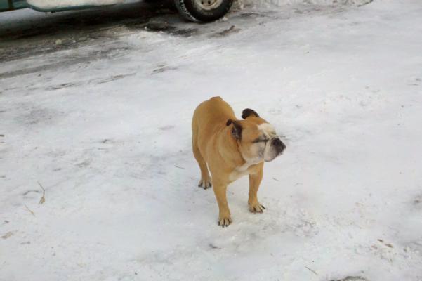 Charlotte's Snow Day