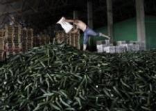 Germany: Sprouts did cause deadly E. coli outbreak