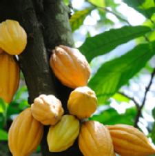 Cocoa's Copious Health Benefits