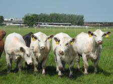 US company in Iowa churns out 100 cloned cows a year