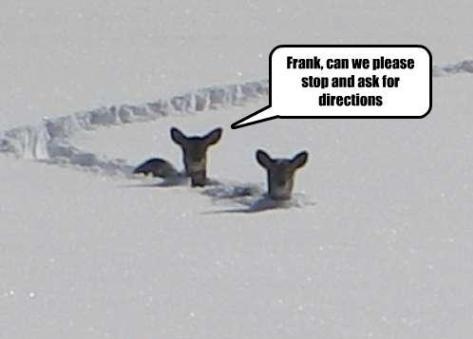 If Animals Could Talk