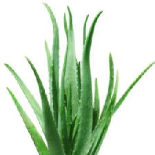 Aloe: A Spectacular Succulent