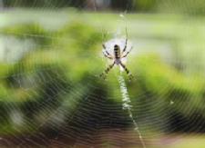 Woman Sets Home On Fire Trying To Kill Spider With Lighter