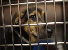 Florida Cities Aim to Ban Sales of Dogs and Cats