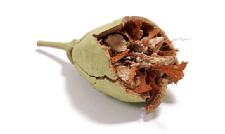 Baobab, the Latest Superfruit!