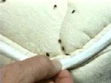 Bed Bug Insecticides Causing Sickness
