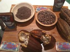 Cocoa Rich in Health Benefits