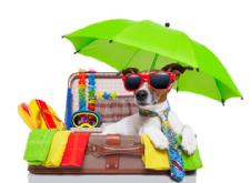 From Tom Parsons - Free Airport Wi-Fi Guide And Pet Travel Tips To Save Your Pocketbook