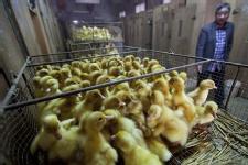 WHO says new bird strain is