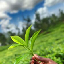 What's In Your Brew? Black Tea