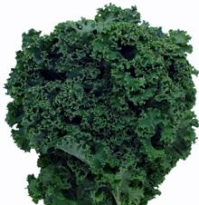 A Brain's Best Friend