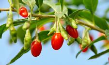 Five Exotic Superfoods You Should Know About