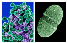 10,000 germ species live in and on healthy people