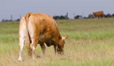Grass Fed Meat: Should It Be on Your Shopping List?