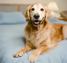 Study reveals dogs can sniff out lung cancer, a disease that's notoriously hard to detect