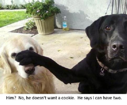 Our Pets Make Us Smile