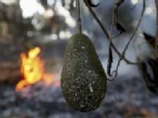 Daily avocado can cut heart disease risk