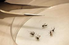 West Nile outbreak 'one of largest' in US