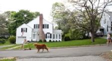 From Warren Eckstein - Drone Takes Golden Retriever for a Walk