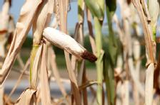 Historic 2012 Drought