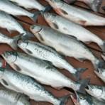 Diet high in fish linked to stronger bones