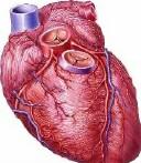 Your Flu Shot May Also Help Your Heart