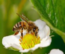 Humming Honey Bee Update