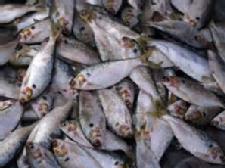 Omega-3 fatty acids tied to longer life