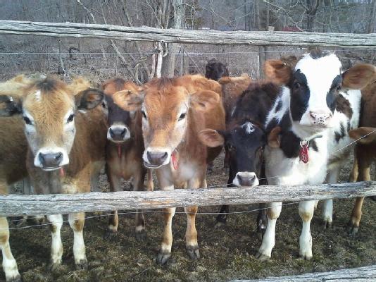 New Cow Pics!
