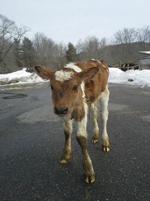 Our Newest Calf