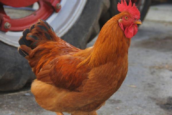 Happy Time on the Farm