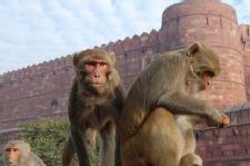 New HIV drug prevents infection in monkeys