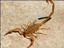 FDA approves first drug for scorpion stings