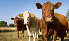 Claims Decoded: Animal Welfare