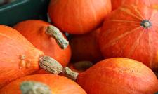 Everything You Need To Know About Squash