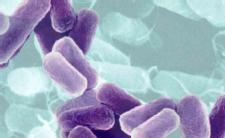 Latest 'superbug' resistant to most antibiotics, fatal in half of cases
