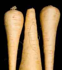Need Variety? Try Parsnips