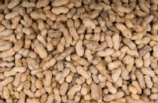 Peanut Eaters May Live Longer