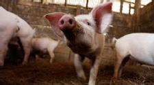 CDC issues fair warning about new pig flu strain