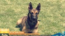 From Warren Eckstein - Parents Adopt the Dog That Was With Their Son When He Was Killed in Afghanistan