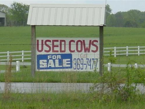Used Cows For Sale
